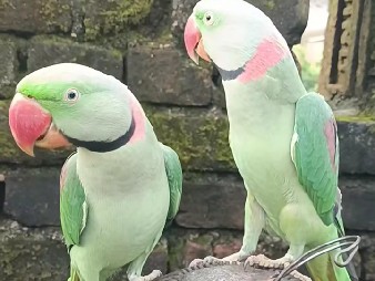 Parrot – alxendar parrot – Arrah
