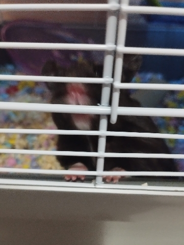 Any – Syrian hamster for sale