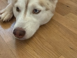 Siberian Husky – Super loving Siberian Husky – Charlotte