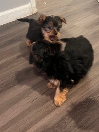 Yorkshire Terrier – Yorkie puppies for sale