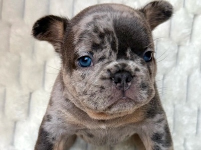 French Bulldog – Male French Bulldog – Seattle