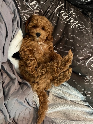 Poodle – Toy Poodle