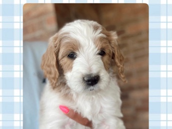 Poodle – Medium Golden Doodles – Lubbock