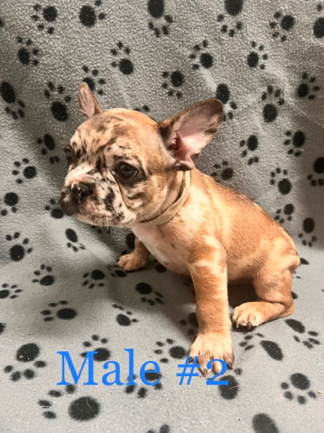 French Bulldog – Male Frenchie