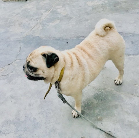 Pug – pugg female