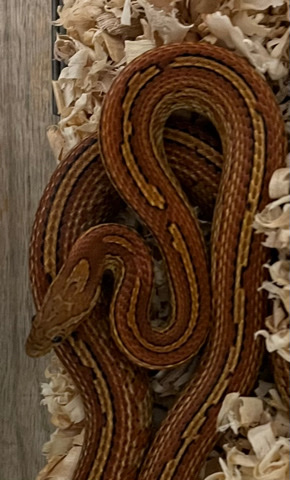 Corn Snake