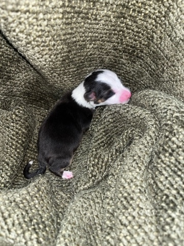 AKC Pembroke Welsh corgis