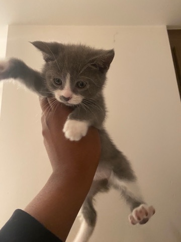 American Shorthair – kittens