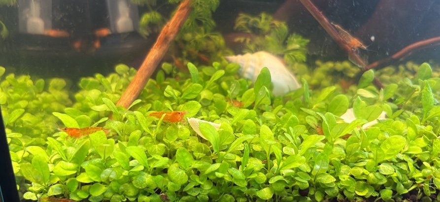 red cherry shrimp
