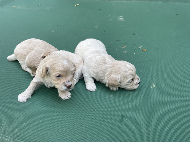 Maltese – mini maltese – Abu Dhabi