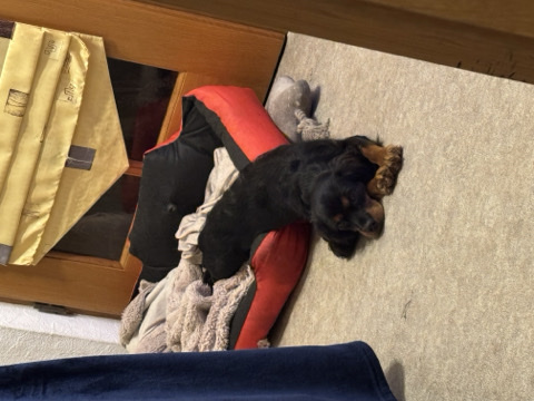 Cavapoo – cavapoo Hündin – Aresing