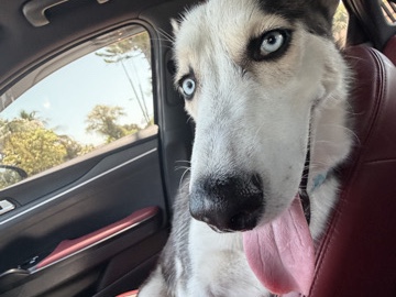 Siberian Husky – Siberian husky – Miami