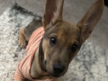 Belgian Shepherd Dog (Malinois) – Belgian Shepherd Dog (Malinois) Puppy – 4 Months Old – Lawrenceville