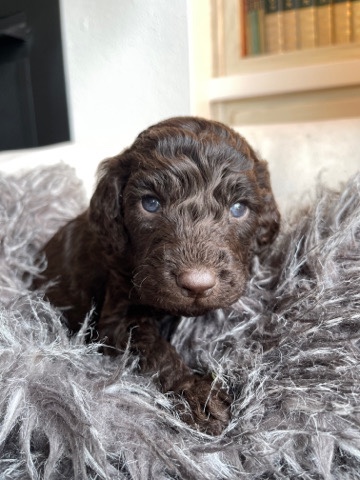 Goodendoodle