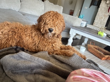 Goldendoodle – Energetic Goldendoodle Puppy for Rehoming – 8 Months Old – Cedar Park