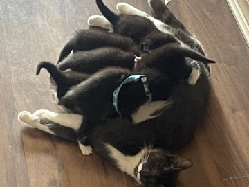 British Shorthair - Dark grey shorthair kitten available for adoption in Dublin