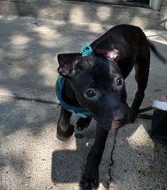 Pitbull