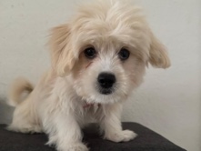 Süße 3 Monate alte Malteser-Hündin Nala sucht ein liebevolles Zuhause