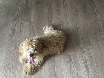 Others - puppy available for adoption in Phoenix