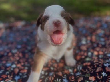 Australian Shepherd – Australian Shephard Pups – Buckeye