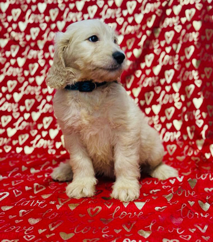 goldendoddle