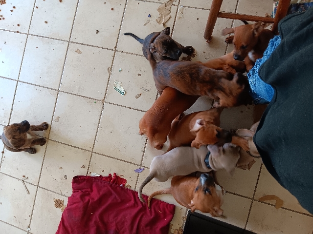 Dachshund – pitbull dauchound mix