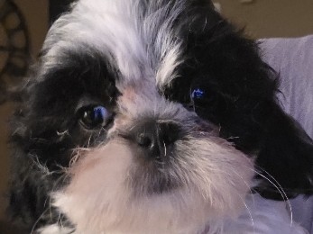 Shihtzu Puppies 🐶🐶