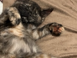 British Shorthair - Kitten for sale  available for adoption in London