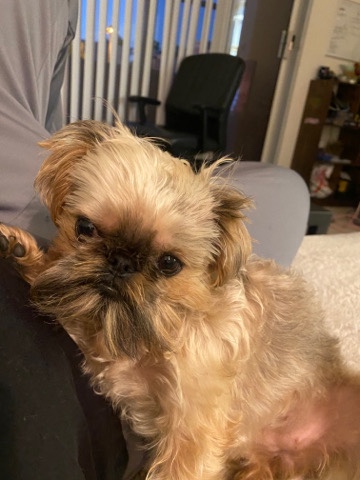 brussels Griffon
