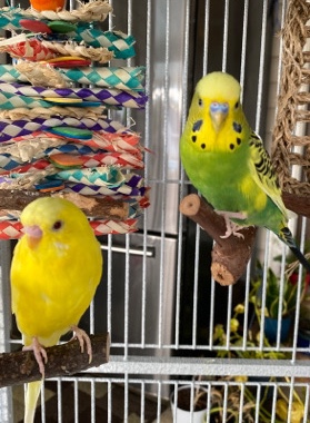 Budgerigar – Budgies for sale!!