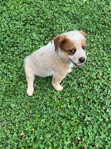 Australian Cattle Dog – For Sale