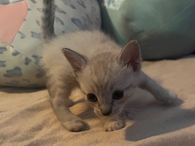 Siamese – Siamese Kitten