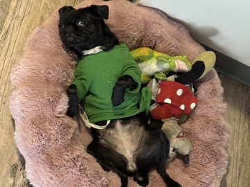 Pug – pug – Denver