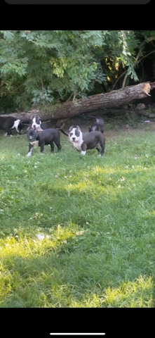 American bully