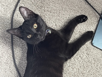 American Shorthair – Friendly Cat – 1 Year 3 Months Old in Charlotte – Charlotte