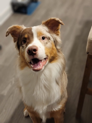 Australian Shepherd – Australian shepherd