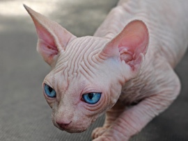Sphynx – Exceptional Sphynx Kittens – Best Pedigree – Bedford