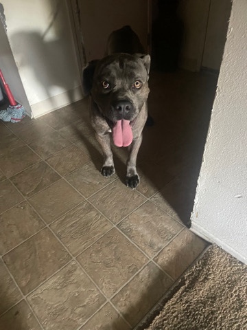 Cane Corso – cane corso
