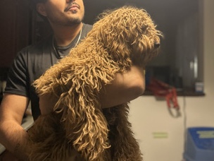Cockapoo – puppy for sale – Halifax