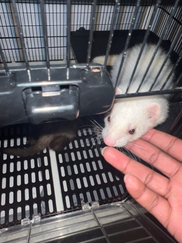 ferret – friendly, playful, loving, ferrets‼️