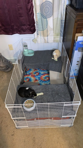 Free Guinea Pigs