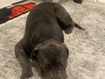 Cane Corso – Friendly Cane Corso Puppy – 7 Months Old – Buda – Buda