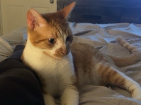 American Shorthair – Cat Orange