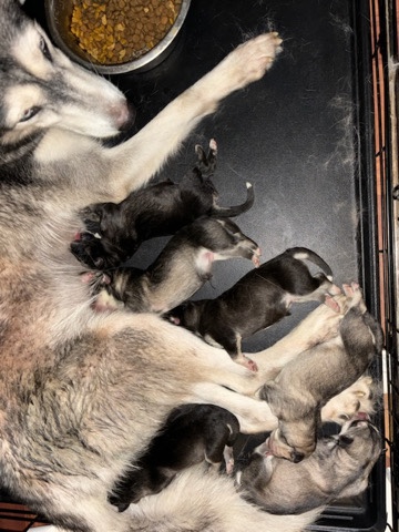 German Shepherd – German Shepard Mixed With Alaskan Malamute Husky’s