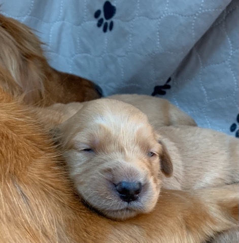 Golden Retriever – AKC Dark Red Golden Retriever Puppies