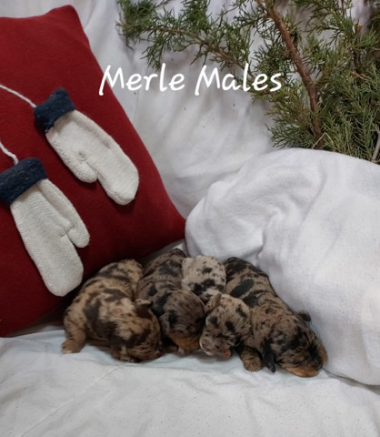 Labrador Retriever – labradoodle pups