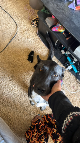 Australian Cattle Dog – luna the husky/cattle mix