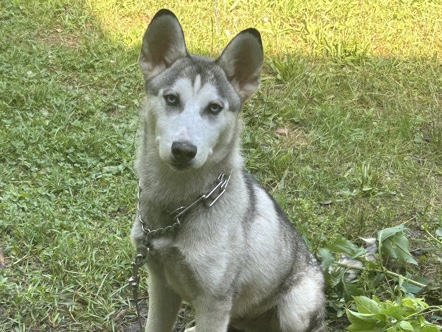 Siberian Husky – Mufasa regime❤️ – Cuyahoga Falls
