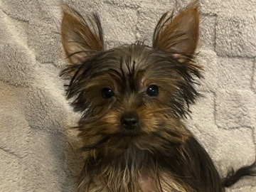 Yorkshire Terrier – Yorkie Puppies – Johnson City