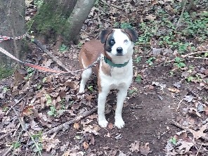 Labrador Husky – Friendly Labrador Husky Mix for Rehoming in Beckley – Beckley